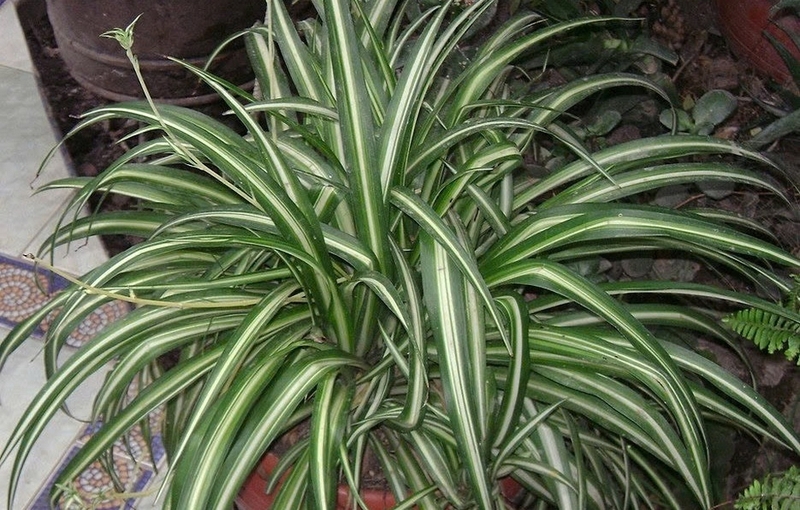 Cỏ lan chi ảnh 2