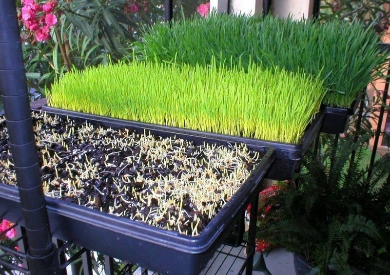 Cỏ mèo ảnh 6