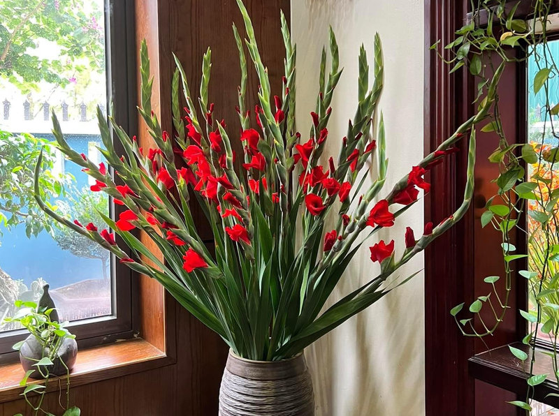 Lưu ý khi cắm hoa lay ơn trên bàn thờ