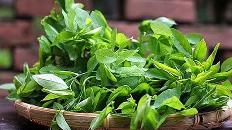 Có nên vò rau ngót trước khi nấu?