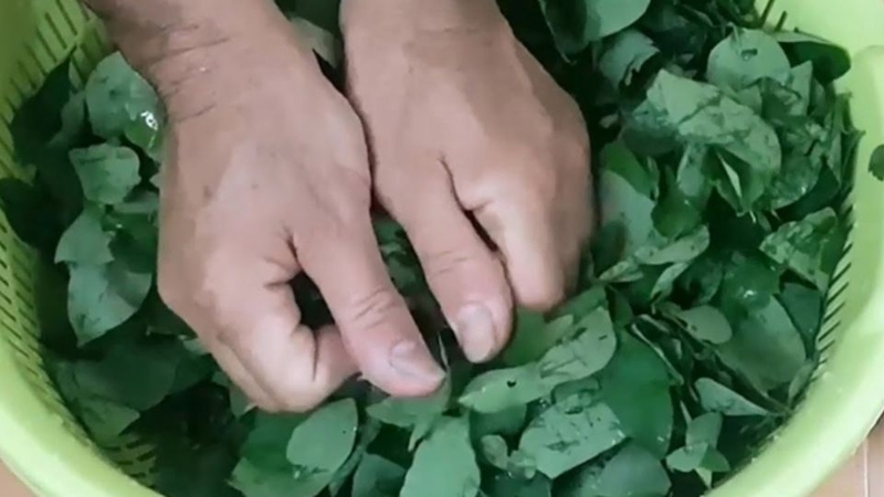 Liệu có nên vò rau ngót trước khi nấu hay không? Cùng tìm hiểu!