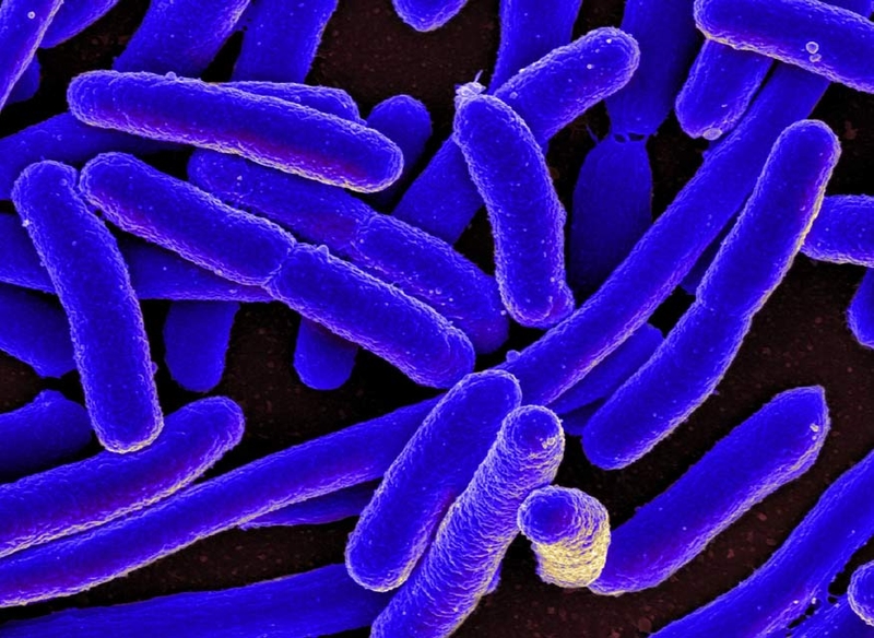 giai thich coliform la gi