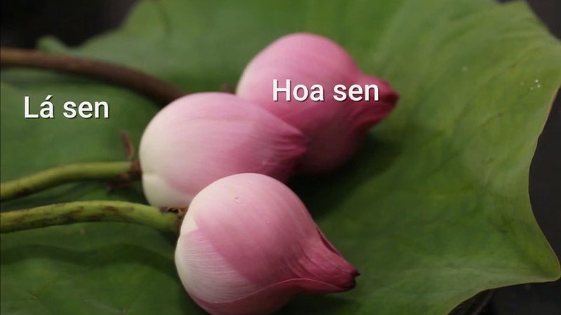 Lựa chọn lá sen đẹp có kích thước phù hợp