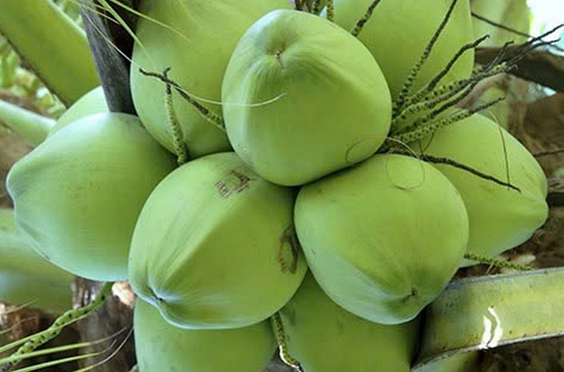 cơm dừa bến tre ảnh 2