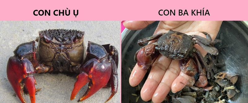 CON CHÙ Ụ 3