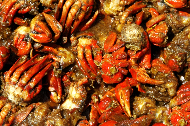 CON CHÙ Ụ 8