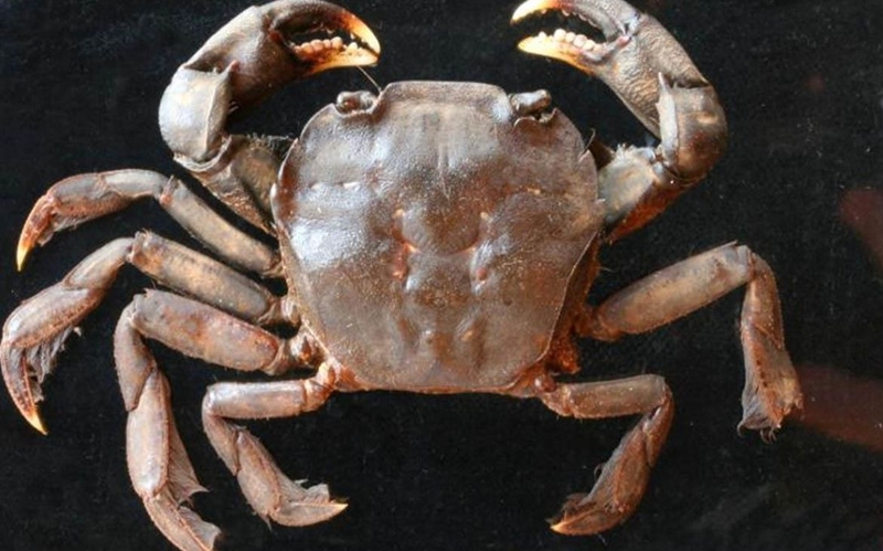 gia tri dinh duong cua con ram