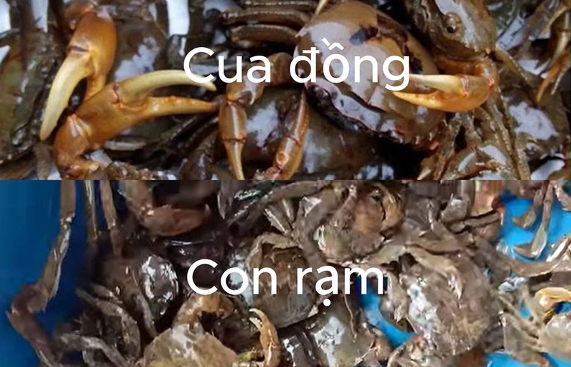 cach chon mua con ram tuoi ngon