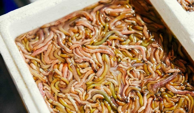 Con rươi là con gì - 01