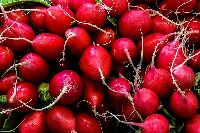 Củ cải đỏ - 02