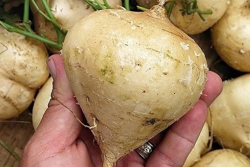 Củ đậu kỵ với gì ảnh 6