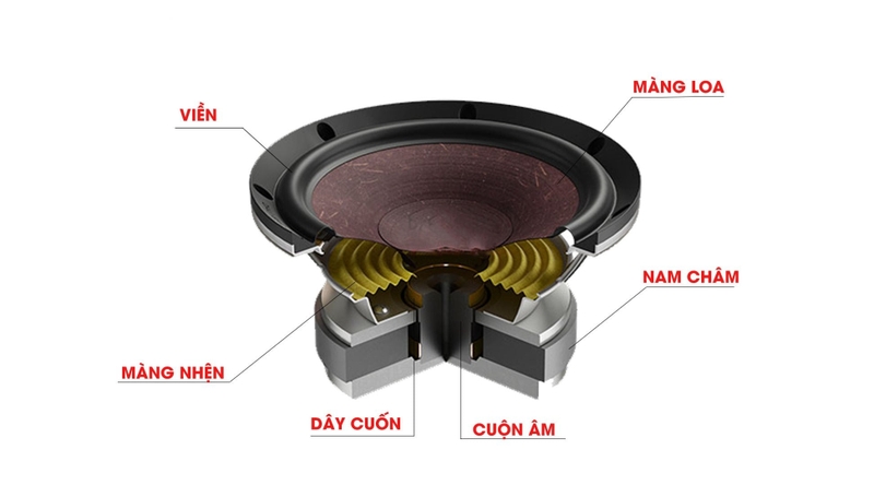 Củ loa là gì 2