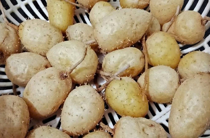 Củ lùn ảnh 1