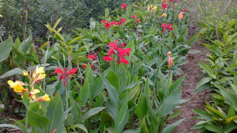 Củ dong riềng - 02