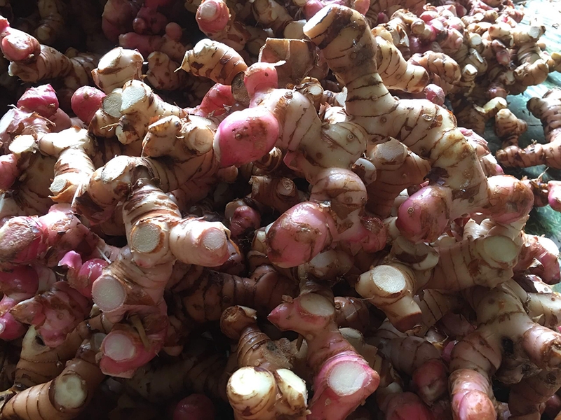 Củ dong riềng - 10