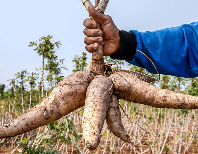 Củ sắn - 02
