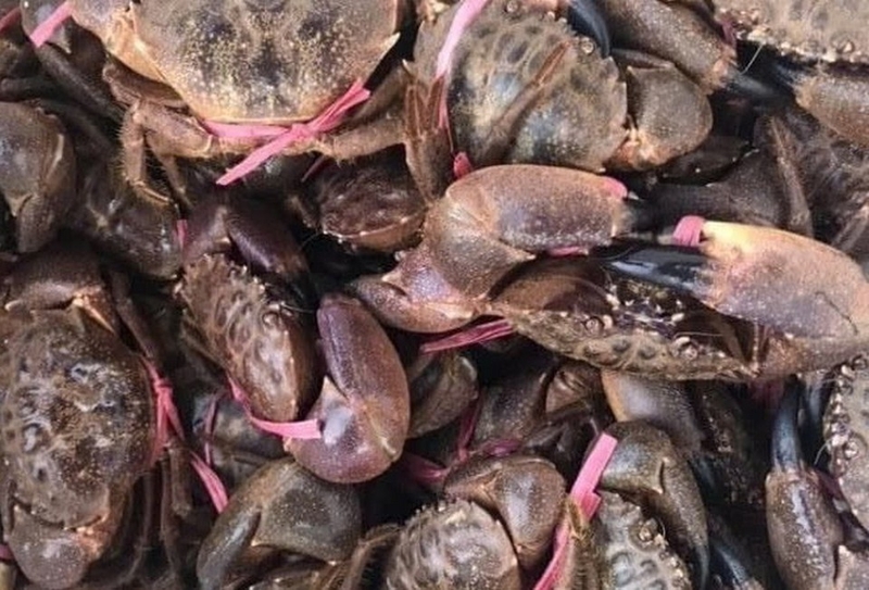 Cua cù kỳ ảnh 1