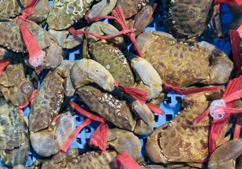 Cua cù kỳ ảnh 2