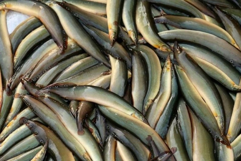 Cá chạch