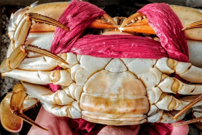 cua ngâm tương (ảnh 2)
