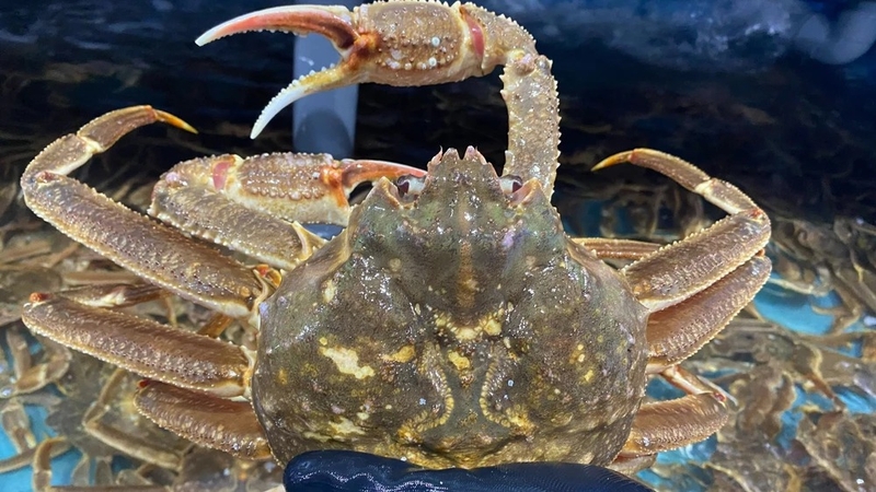 Cua tuyết 1