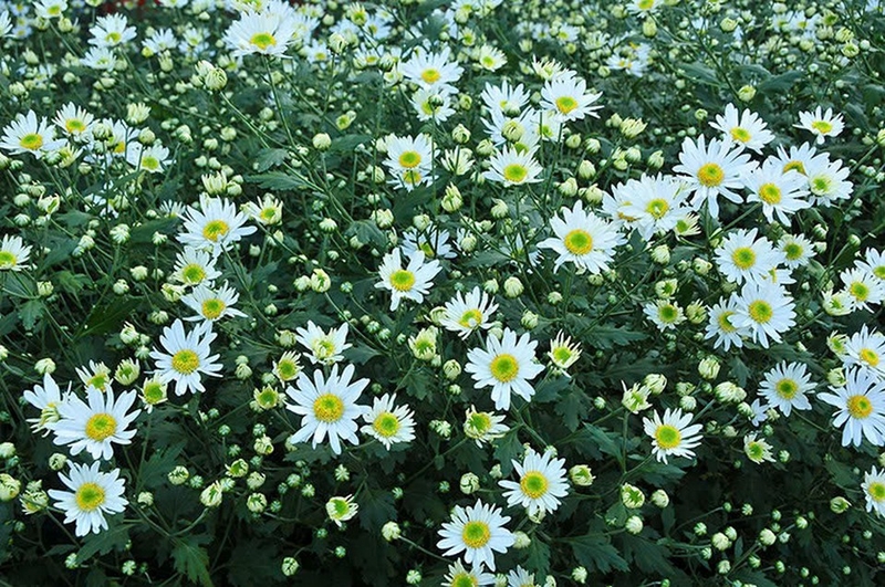 Cúc họa mi ảnh 1