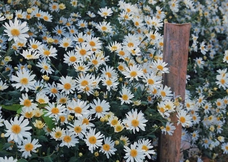 Cúc họa mi ảnh 3