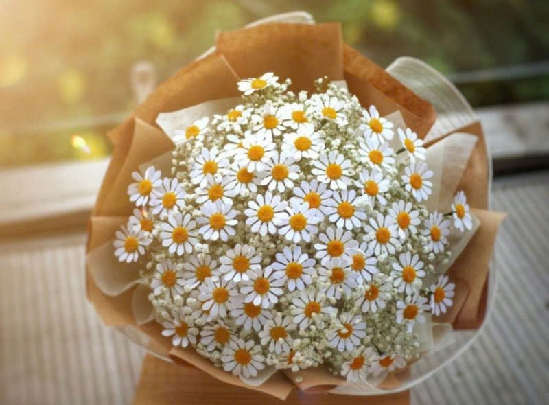 Cúc họa mi ảnh 5