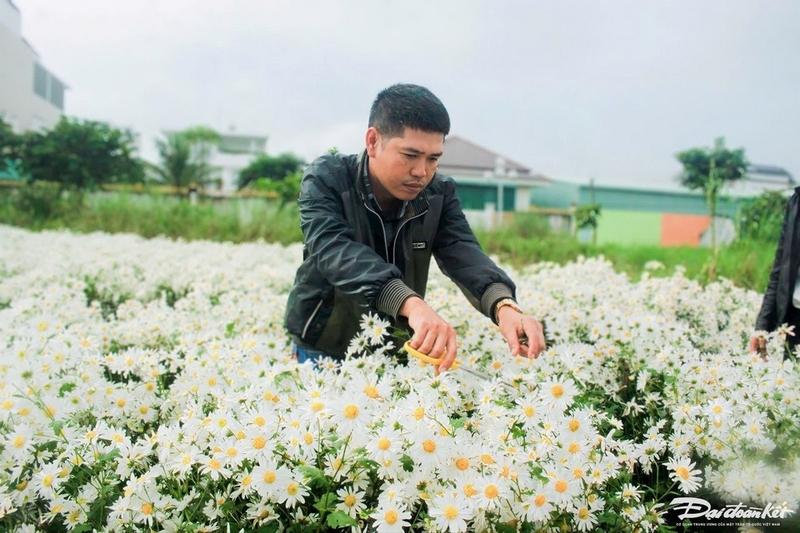 Cúc họa mi ảnh 8