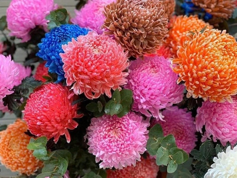 cúc mẫu đơn ảnh 1