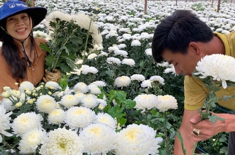 cúc mẫu đơn ảnh 6