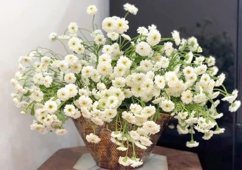 Cúc Tana ảnh 3