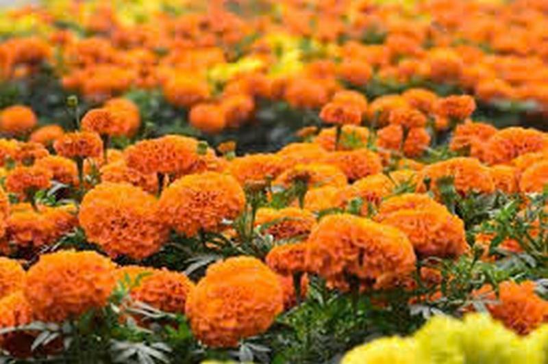 cúc vạn thọ ảnh 1