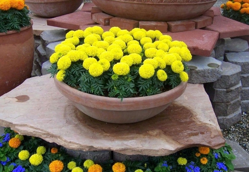 cúc vạn thọ ảnh 2