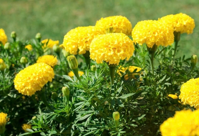 cúc vạn thọ ảnh 3