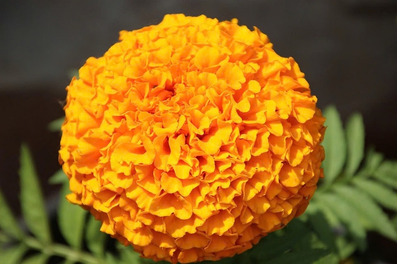 cúc vạn thọ ảnh 4