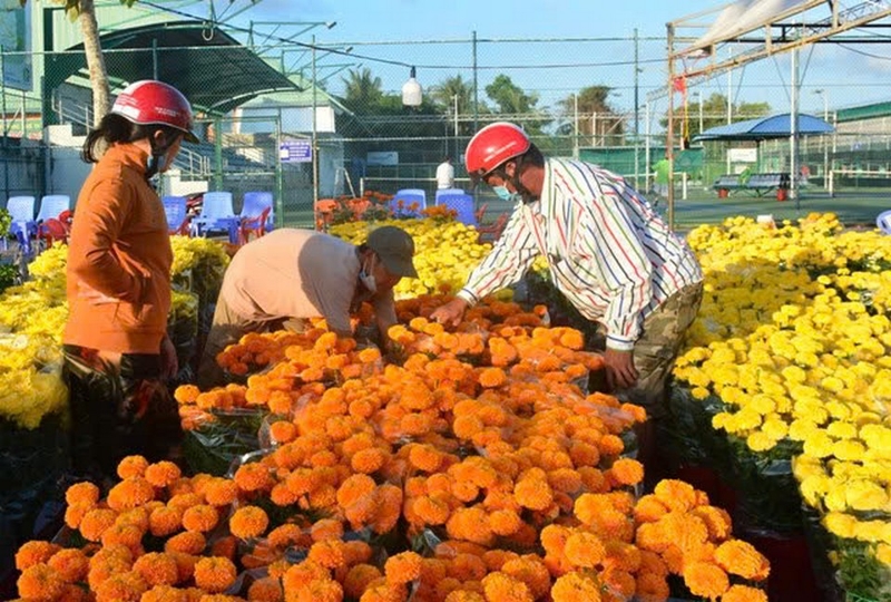 cúc vạn thọ ảnh 5
