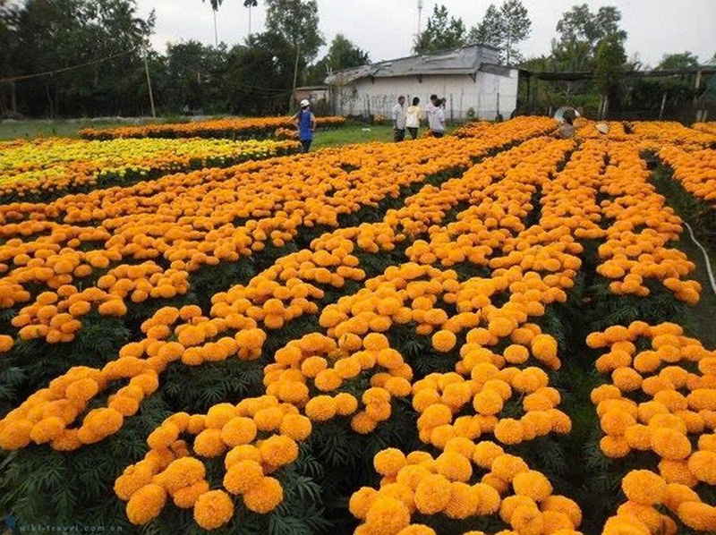 cúc vạn thọ ảnh 7