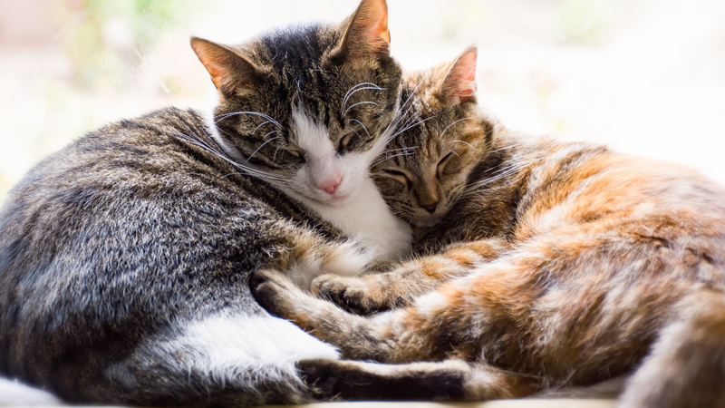 Cuddle là gì 1