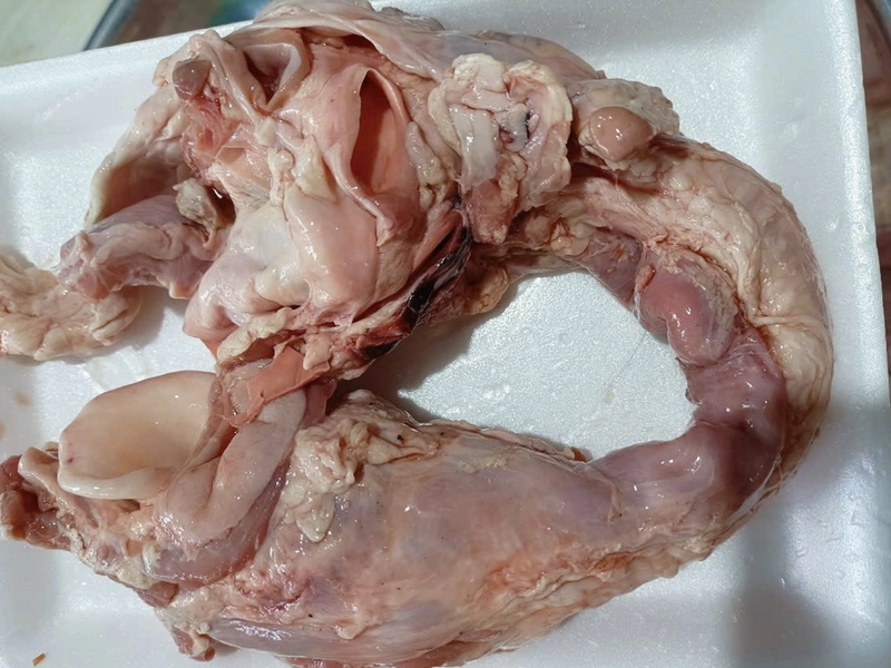 cuong hong heo la gi