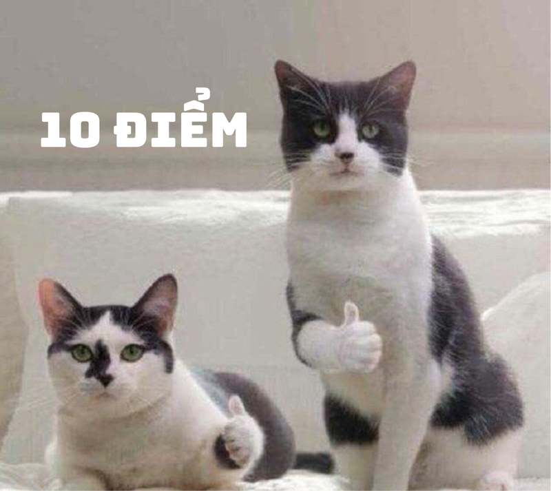 đã cái nư là gì 4.png