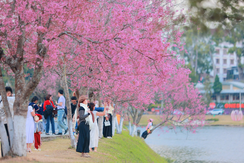 Đà Lạt mùa nào đẹp nhất 8