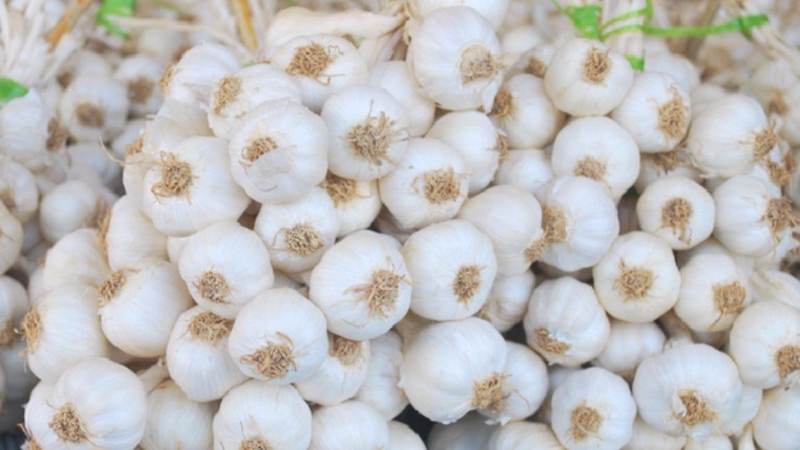 Đặc sản Lý Sơn 13