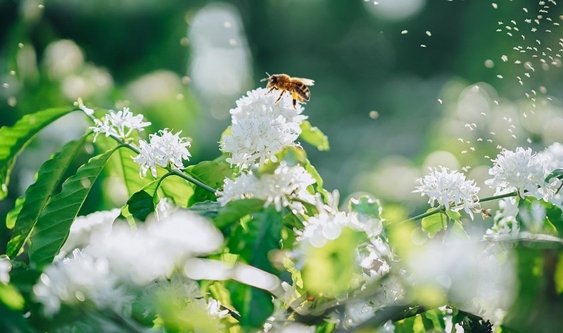 đặc sản Bảo Lộc (ảnh 13)