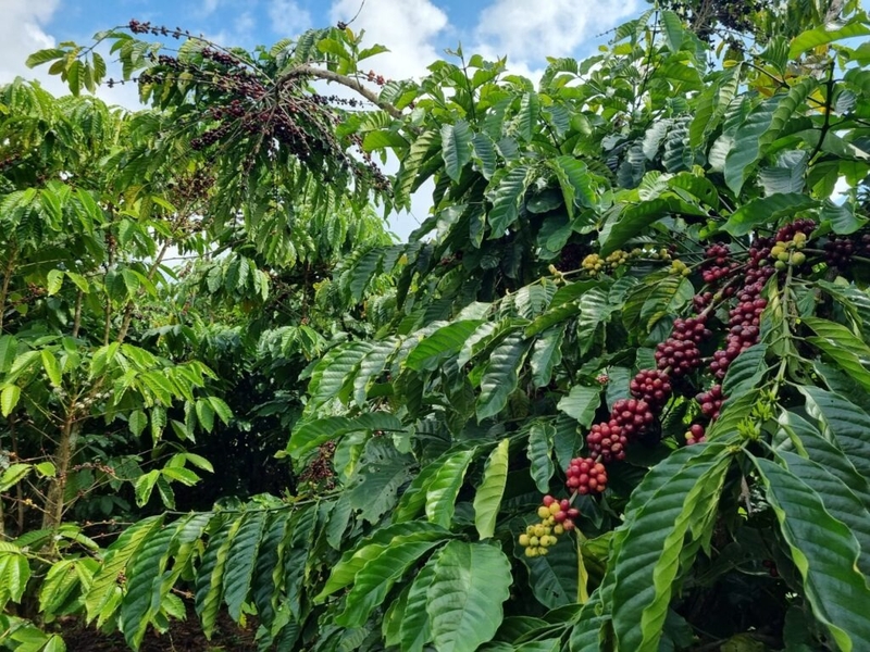 đặc sản Bảo Lộc (ảnh 9)