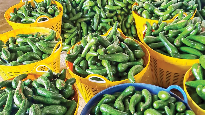 đặc sản Bảo Lộc (ảnh 10)