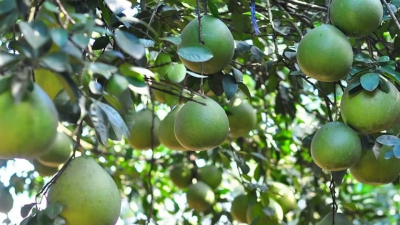 đặc sản Biên Hòa 2