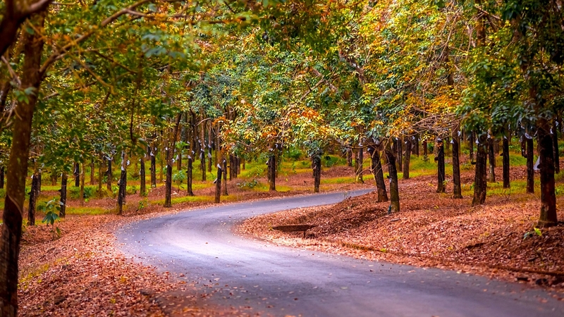 đặc sản Bình Phước (ảnh 1)