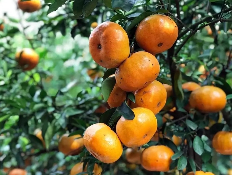 đặc sản Bình Phước (ảnh 15)