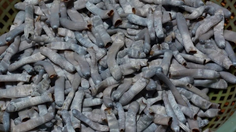 Địa sâm